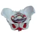 Removable Female Pelvis Model - Anatomical Pelvic Floor Muscle, Uterus & Ovary Teaching Tool for Medical Education