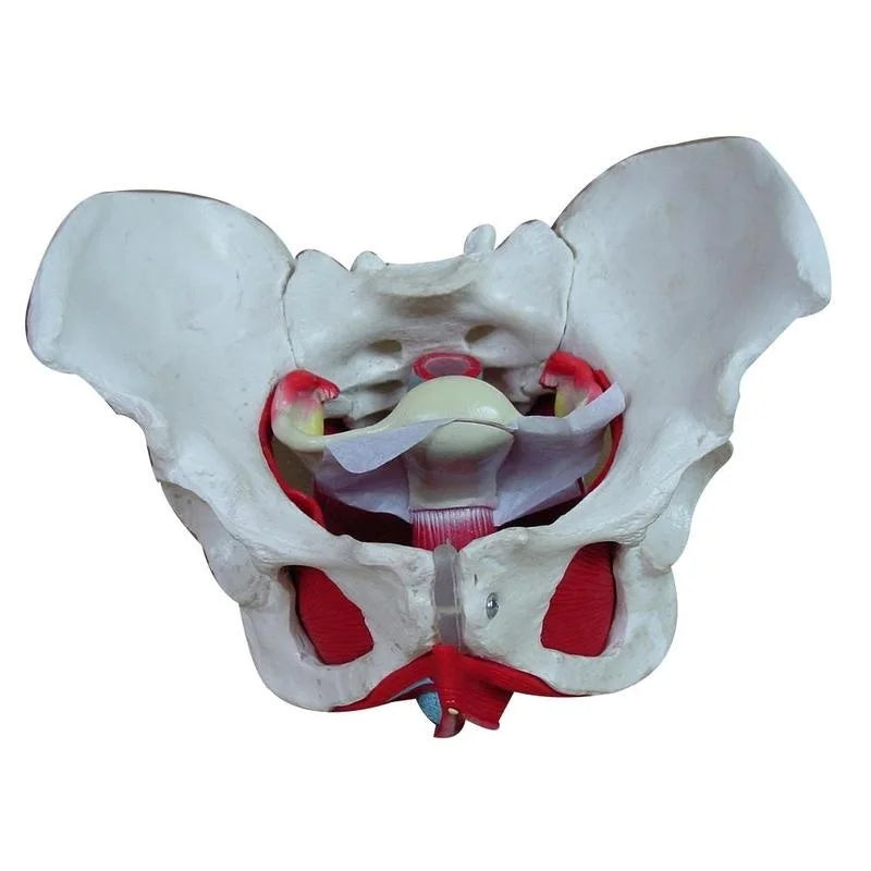 Removable Female Pelvis Model - Anatomical Pelvic Floor Muscle, Uterus & Ovary Teaching Tool for Medical Education