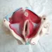 Removable Female Pelvis Model - Anatomical Pelvic Floor Muscle, Uterus & Ovary Teaching Tool for Medical Education