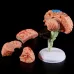 4D Disassembled Anatomical Human Brain Model - Medical Teaching Tool for Anatomy Study, PVC Material, Highly Detailed & Colorful