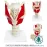 Advanced Laryngeal Anatomy Model with Functional Vocal Cord Simulation [Laryngeal Model, Vocal Cord Model]