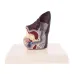 Dog Ear Lesion Anatomical Model - Veterinary Teaching Aid for Canine Research & Pet Owner Education [PVC, Durable, Lightweight]