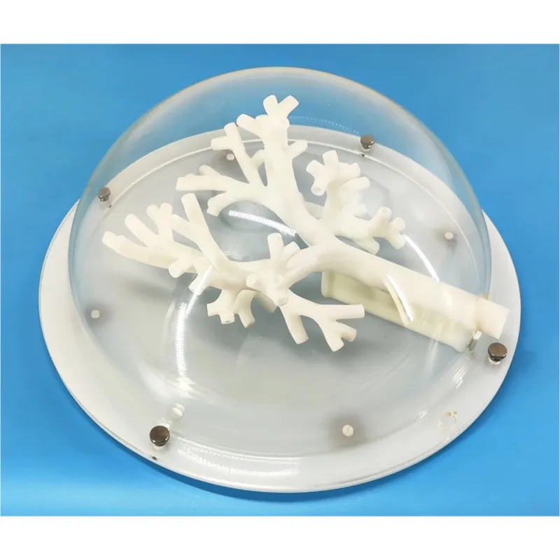 Bronchoscopy Training Model - 5th Level Branching Trachea Model for Realistic Medical Training