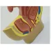 Sagittal Pelvic Anatomy Model - Male & Female Reproductive System, Medical Teaching Supplies [Anatomy Model, Reproductive System, Medical Teaching]