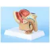Sagittal Pelvic Anatomy Model - Male & Female Reproductive System, Medical Teaching Supplies [Anatomy Model, Reproductive System, Medical Teaching]