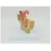 Sagittal Pelvic Anatomy Model - Male & Female Reproductive System, Medical Teaching Supplies [Anatomy Model, Reproductive System, Medical Teaching]