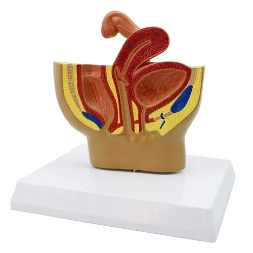 Sagittal Pelvis Anatomy Model for Male & Female - Detailed Male & Female Reproductive Organ Model with Uterus [PVC, Educational Tool]