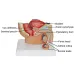 Sagittal Pelvis Anatomy Model for Male & Female - Detailed Male & Female Reproductive Organ Model with Uterus [PVC, Educational Tool]