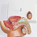 Sagittal Pelvis Anatomy Model for Male & Female - Detailed Male & Female Reproductive Organ Model with Uterus [PVC, Educational Tool]