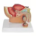 Sagittal Pelvis Anatomy Model for Male & Female - Detailed Male & Female Reproductive Organ Model with Uterus [PVC, Educational Tool]