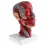 1:1 Sagittal Plane Human Head & Neck Model with Vessels, Nerves, Arteries & Veins - Detailed Anatomy Lab Supplies