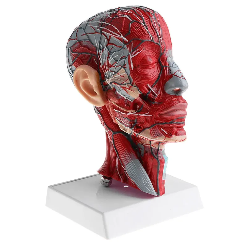 1:1 Sagittal Plane Human Head & Neck Model with Vessels, Nerves, Arteries & Veins - Detailed Anatomy Lab Supplies