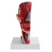 1:1 Sagittal Plane Human Head & Neck Model with Vessels, Nerves, Arteries & Veins - Detailed Anatomy Lab Supplies