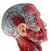 1:1 Sagittal Plane Human Head & Neck Model with Vessels, Nerves, Arteries & Veins - Detailed Anatomy Lab Supplies