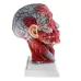 1:1 Sagittal Plane Human Head & Neck Model with Vessels, Nerves, Arteries & Veins - Detailed Anatomy Lab Supplies