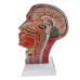 1:1 Sagittal Plane Human Head & Neck Model with Vessels, Nerves, Arteries & Veins - Detailed Anatomy Lab Supplies