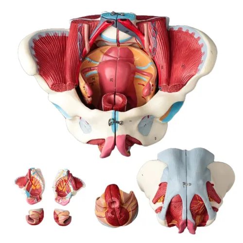 Disassembled Female Pelvis Anatomy Model with Floor Muscle & Nerve - 1:1 Scale PVC Lab Supplies for Medical Training