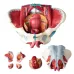 Disassembled Female Pelvis Anatomy Model with Floor Muscle & Nerve - 1:1 Scale PVC Lab Supplies for Medical Training