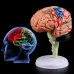 4D Disassembled Anatomical Human Brain Model - Medical Teaching Tool for Anatomy Study, PVC Material, Highly Detailed & Colorful