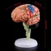 4D Disassembled Anatomical Human Brain Model - Medical Teaching Tool for Anatomy Study, PVC Material, Highly Detailed & Colorful