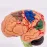 4D Disassembled Anatomical Human Brain Model - Medical Teaching Tool for Anatomy Study, PVC Material, 100% Brand New