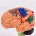 4D Disassembled Anatomical Human Brain Model - Medical Teaching Tool for Anatomy Study, PVC Material, Highly Detailed & Colorful