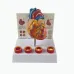 Life Size Removable Anatomical Human Heart Model - Cardiovascular Anatomy Medical Teaching Tool [Heart Model, Medical Anatomy]