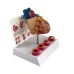 Life Size Removable Anatomical Human Heart Model - Cardiovascular Anatomy Medical Teaching Tool [Heart Model, Medical Anatomy]