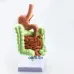 1/2 Life-Size Stomach Large Intestine Cecum Rectal Anatomy Model - Human Digestive System Teaching Tool [Anatomy Model, Digestive System]