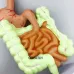 1/2 Life-Size Stomach Large Intestine Cecum Rectal Anatomy Model - Human Digestive System Teaching Tool [Anatomy Model, Digestive System]