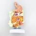 1/2 Life-Size Stomach Large Intestine Cecum Rectal Anatomy Model - Human Digestive System Teaching Tool [Anatomy Model, Digestive System]