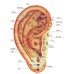 Auriculaire acupunctuurpen - Ooracupunctuurpuntdetector voor auriculotherapie en acupressuurdiagnose [Ooracupunctuur, oordetector]